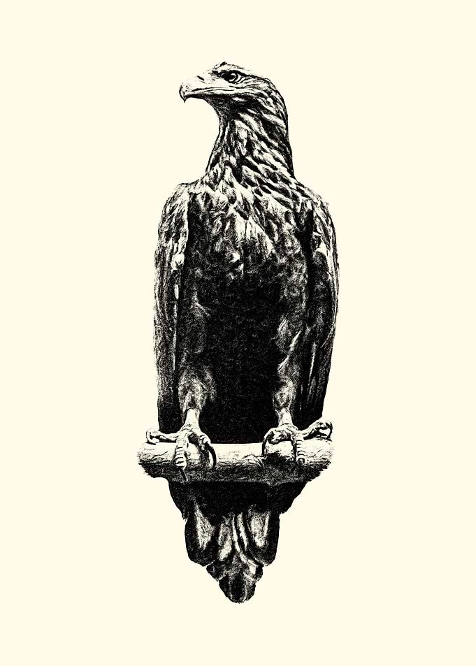 Eagle Pencil Drawing