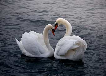 Eternal Elegance – The Dance of Swans