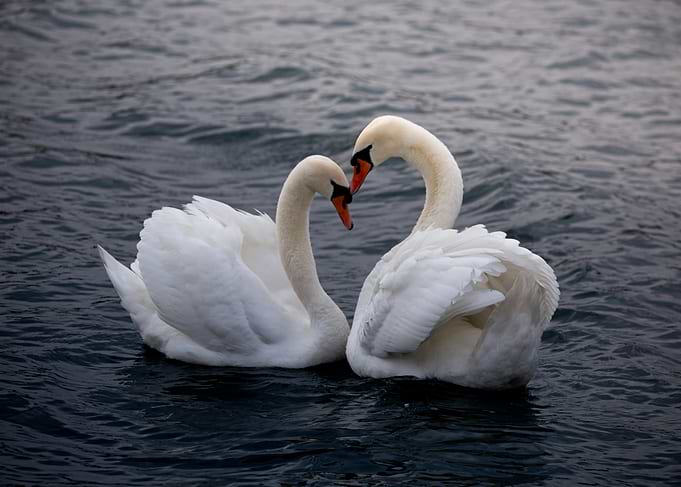 Eternal Elegance – The Dance of Swans