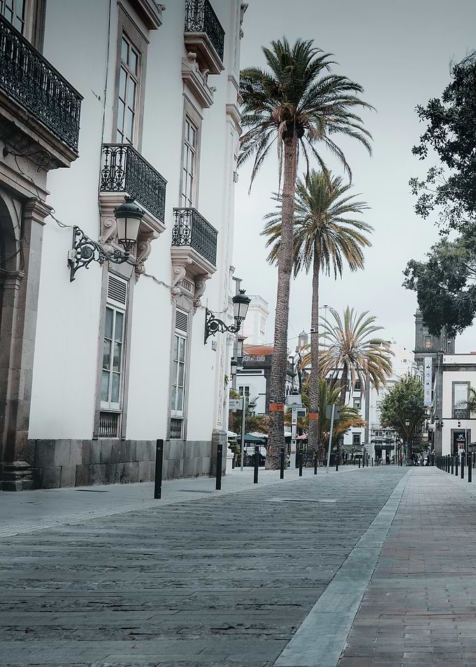 Palm Tree Lined Street