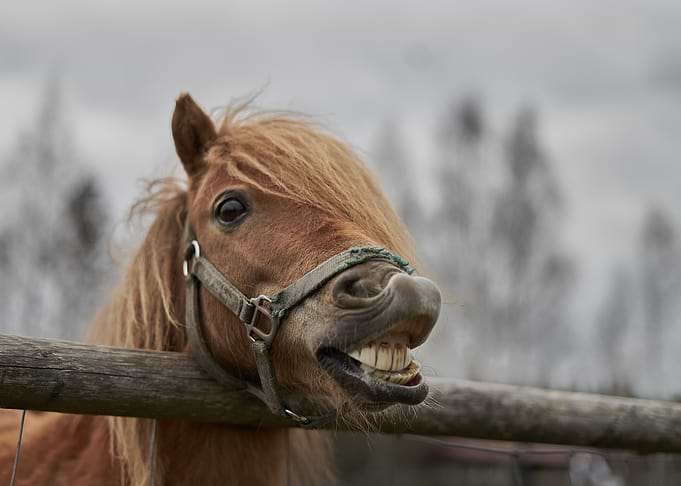 Smiling Pony