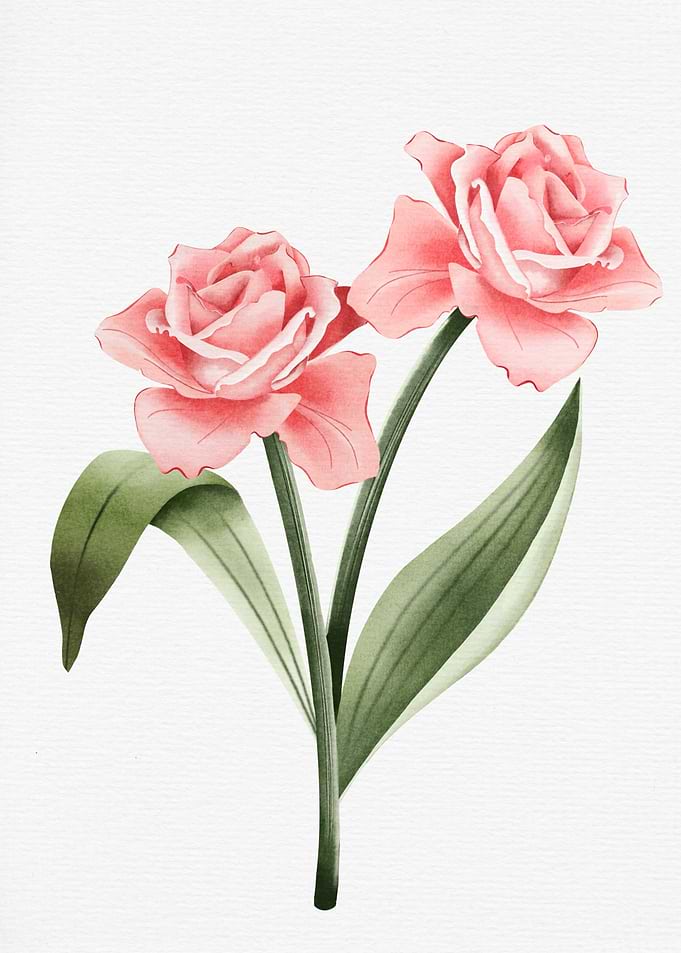 Pink Rose Watercolor