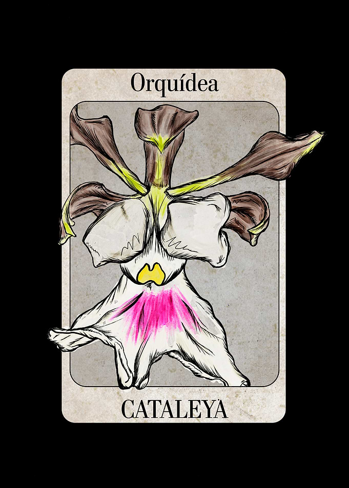 Orchid Illustration