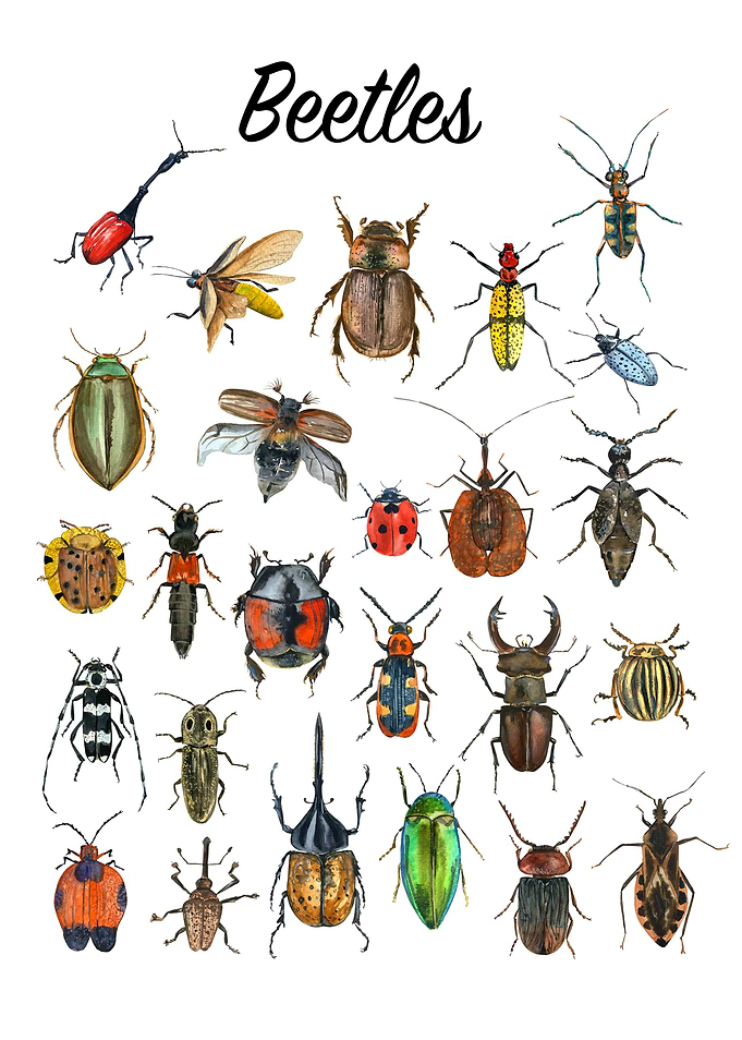 Watercolor Beetle Collection