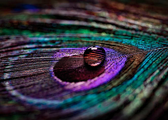 Waterdrop on Peacock Feather