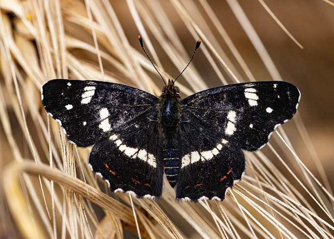 Black and White Butterfly
