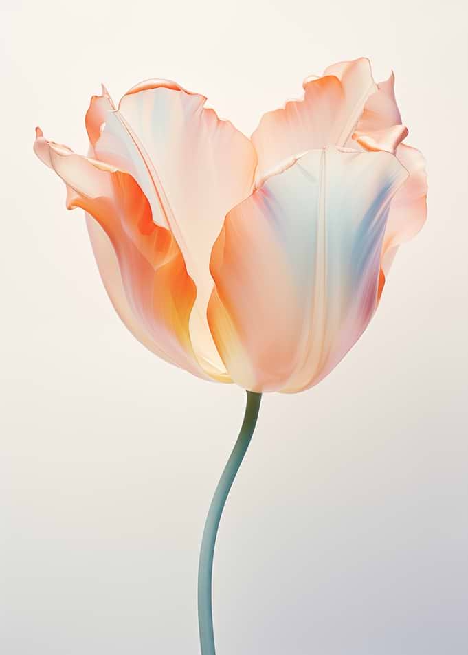 Single Peach Tulip Art