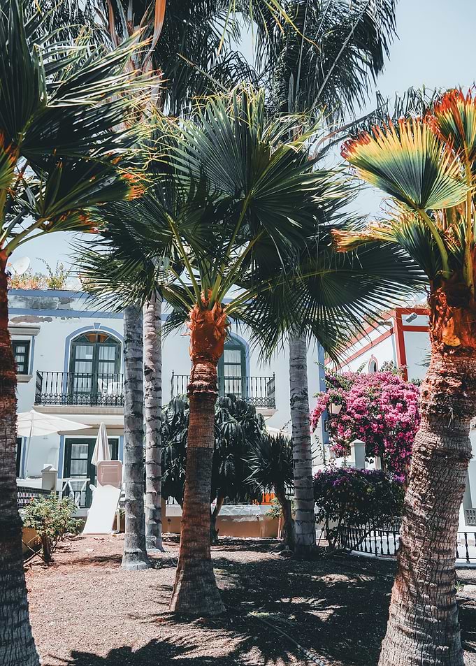 Palm Trees and White Building