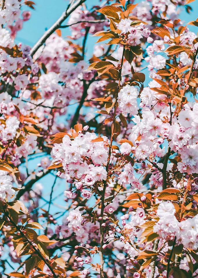 Cherry Blossom Tree