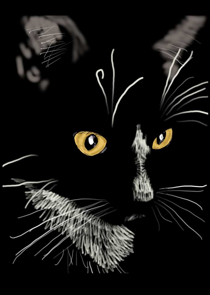 'Sister Cat' Jamie's Hand-Drawn Cat Collection