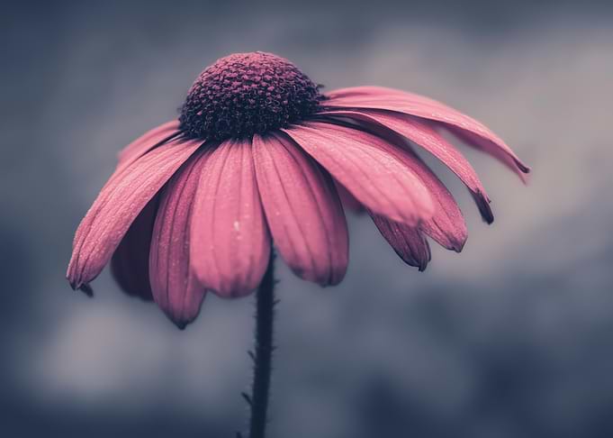 Moody Pink Flower Close-Up