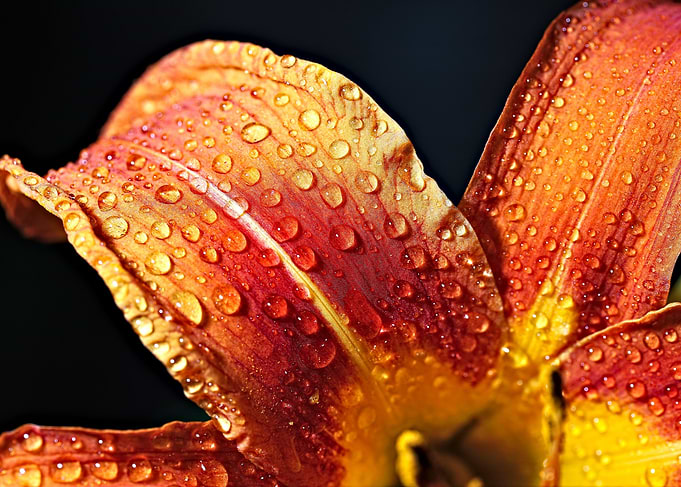 Dewy Lily Petal