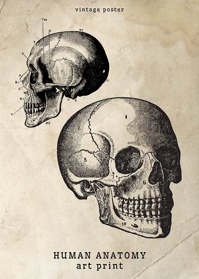 Vintage Human Skull Anatomy
