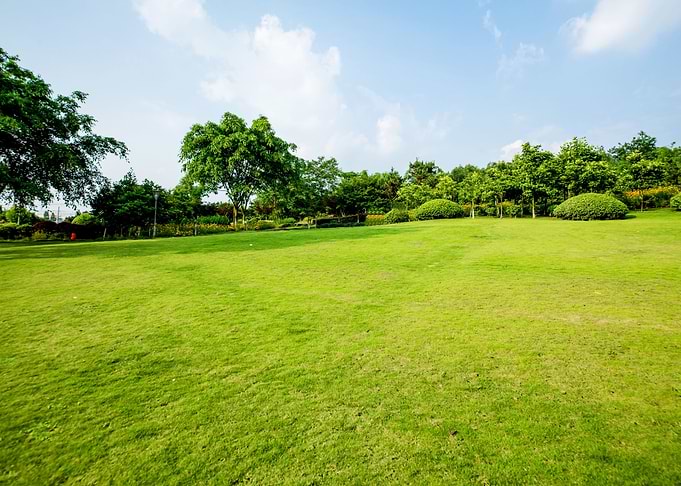 Green Grass Lawn