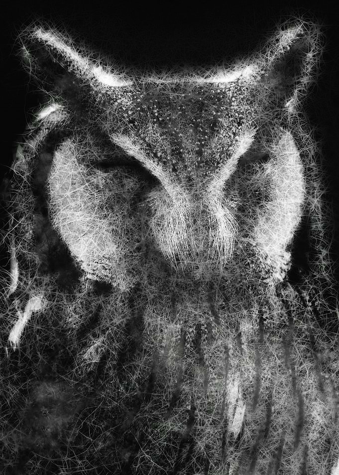 Owl face close-up sketch fine art