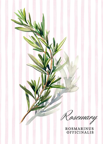 Rosemary Watercolor Illustration | Culinary Herb illustration