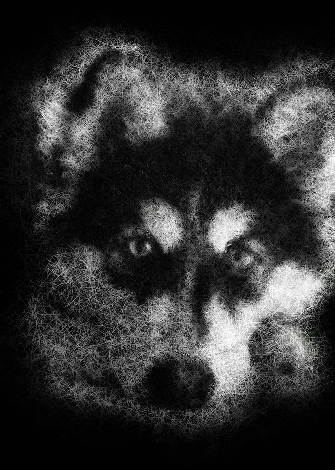 husky dog puppy face close-up sketch art