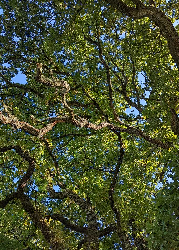 Tree Canopy View