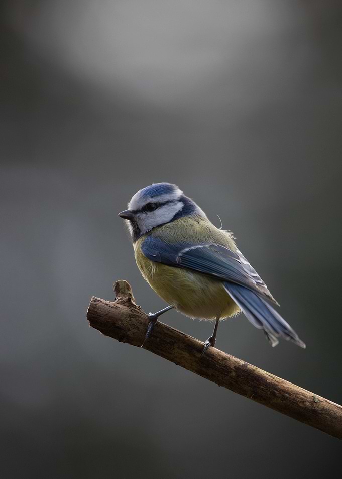 Blue Tit on Branch