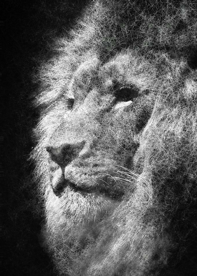 Lion face close up mane fine art