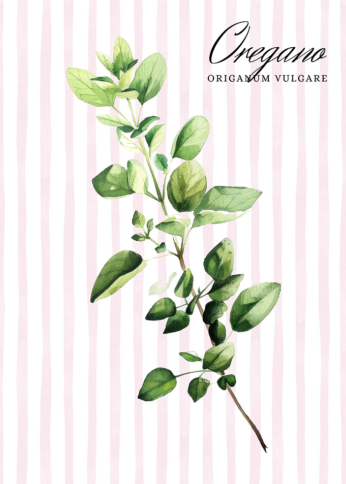 Oregano Watercolor Illustration | Kitchen Wall Art
