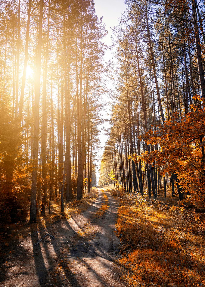 Golden Path Through the Autumn Forest