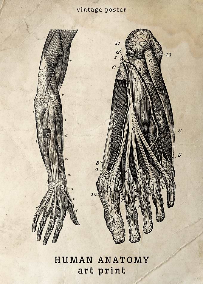 Vintage Human Anatomy Print