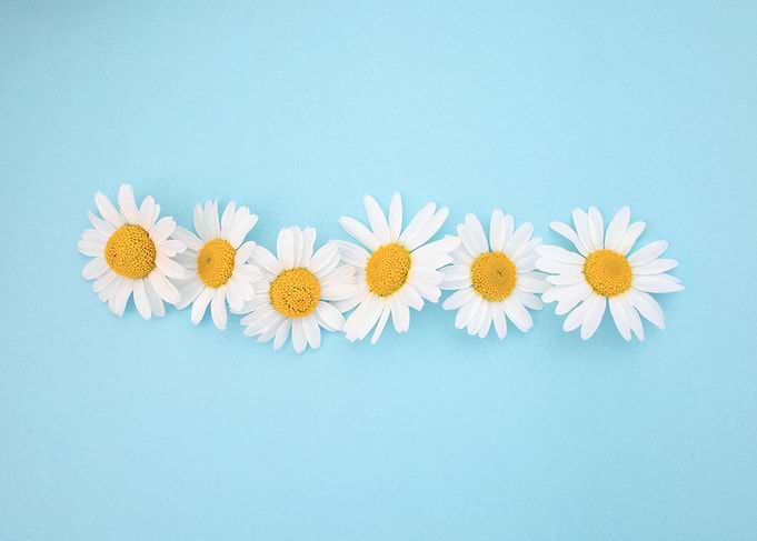 Daisies on Blue Background