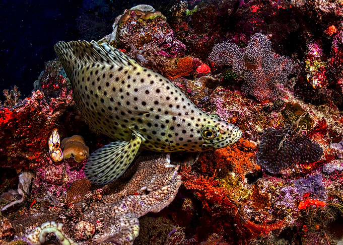Spotted Grouper on Coral Reef
