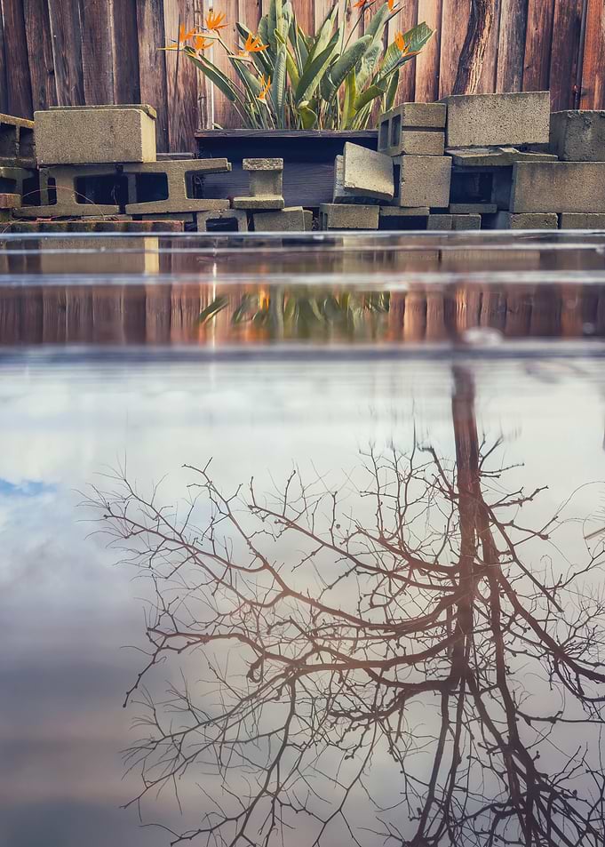 Tree Reflection in Water
