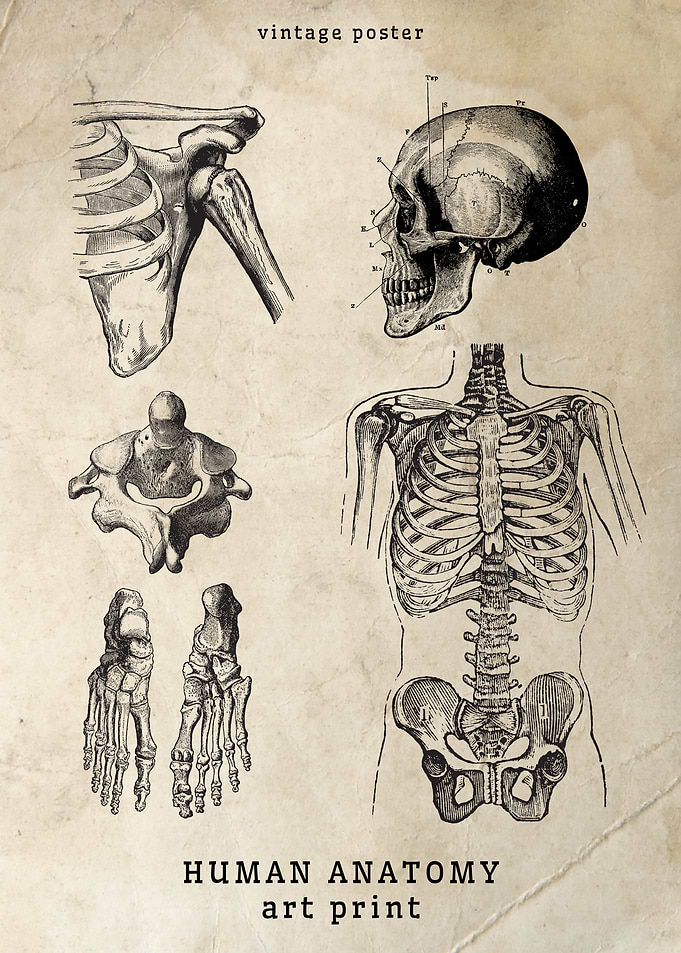 Vintage Human Anatomy Print