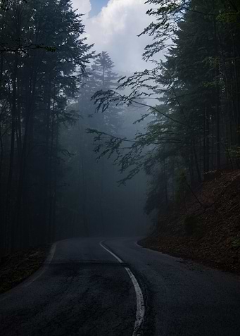 Foggy Forest Road