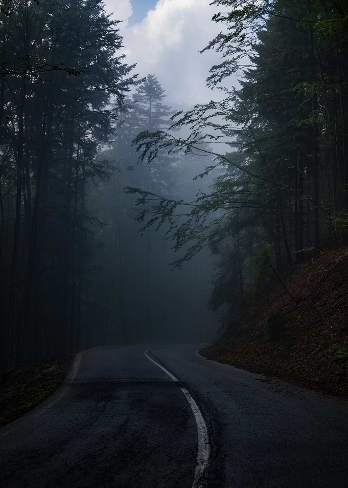 Foggy Forest Road