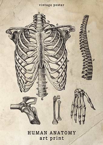 Vintage Human skeleton Anatomy Print