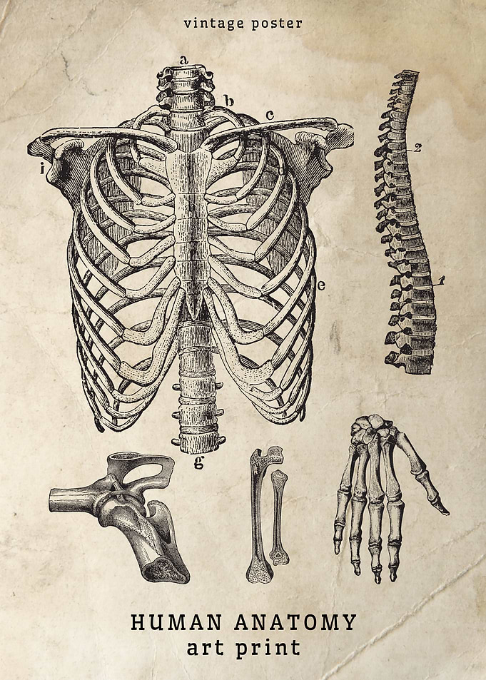 Vintage Human skeleton Anatomy Print