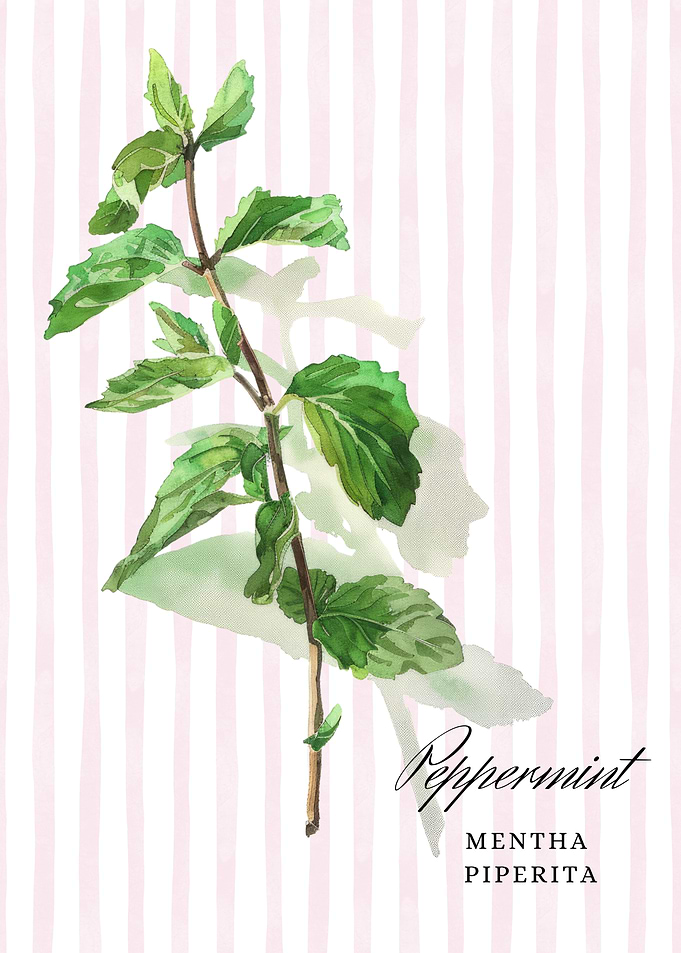 Watercolor Peppermint Illustration | kitchen wall art