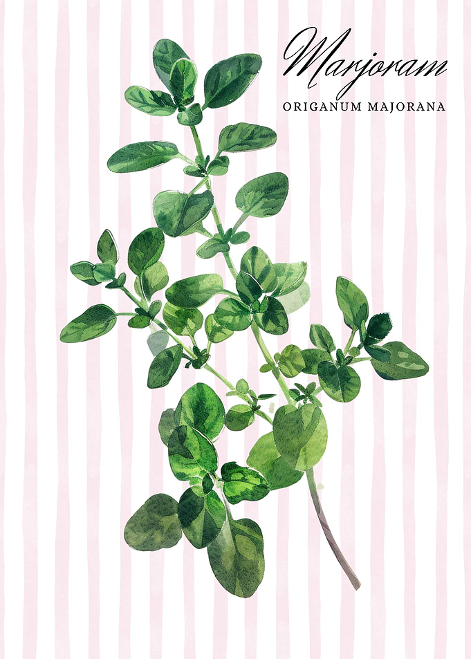 Marjoram Watercolor Illustration | Watercolor Herb Poster