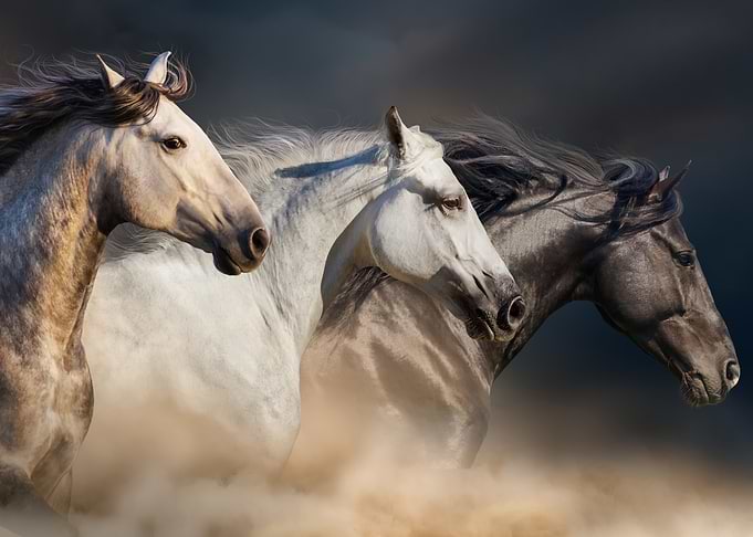Three Horses Running
