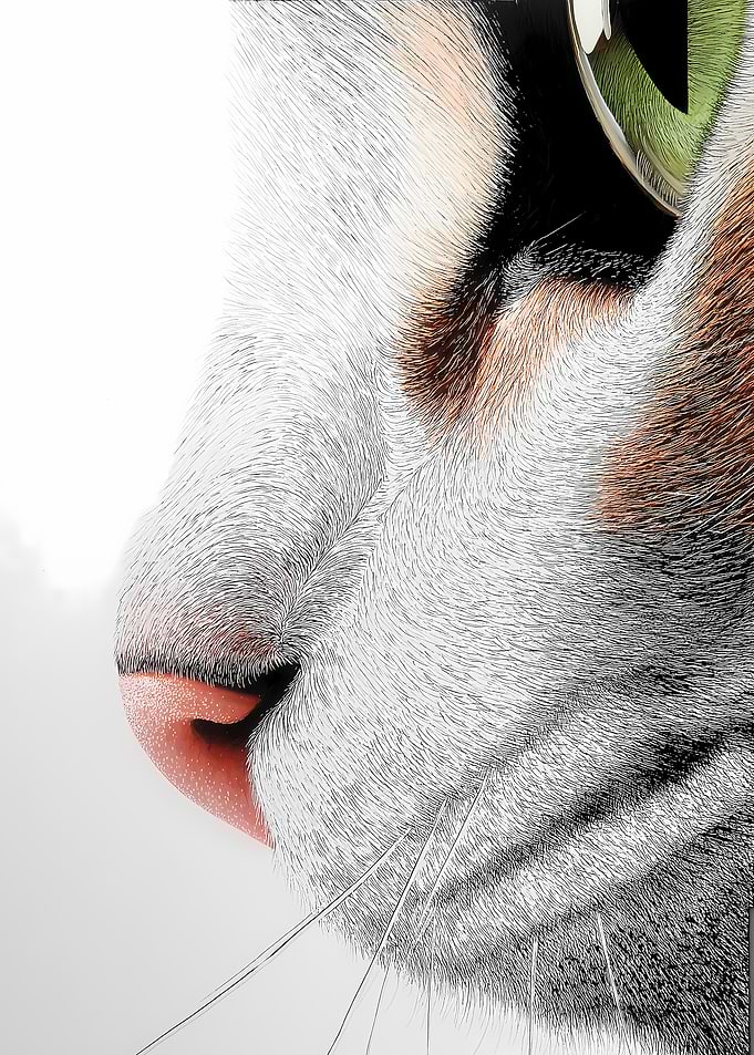 Cat's Nose Close-Up