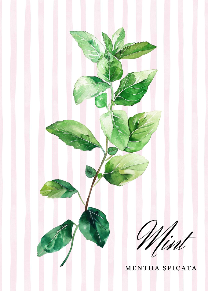 Mint Watercolor Illustration | Kitchen and Restaurant Wall Art