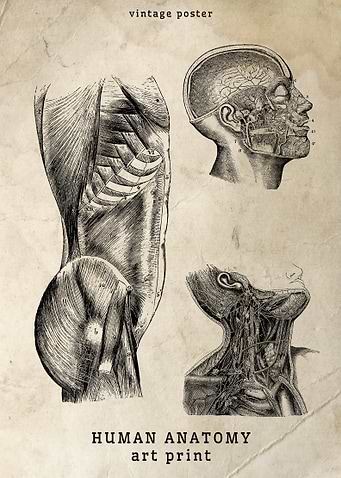 Vintage Human Anatomy Print