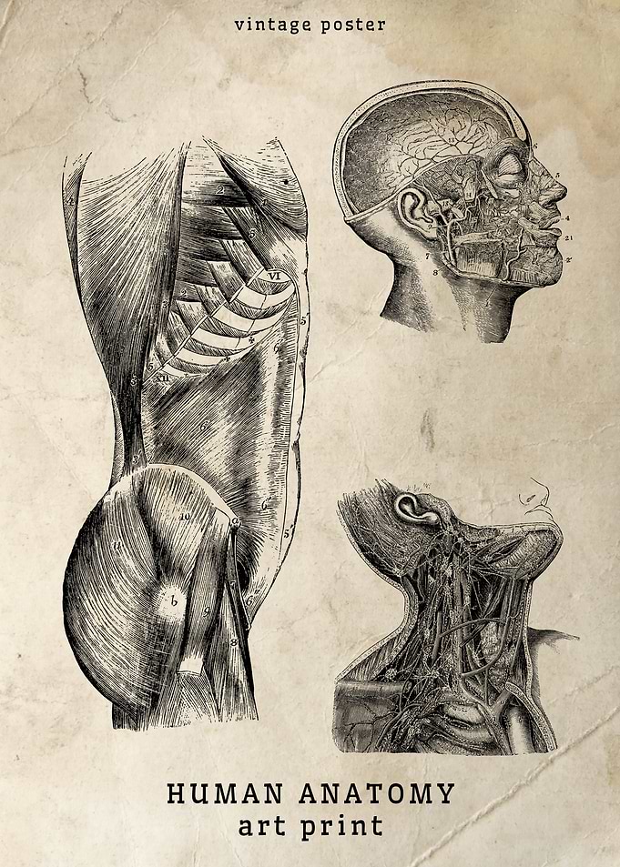 Vintage Human Anatomy Print