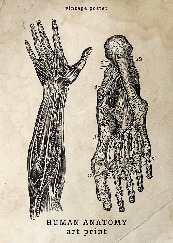 Vintage Human Anatomy Print