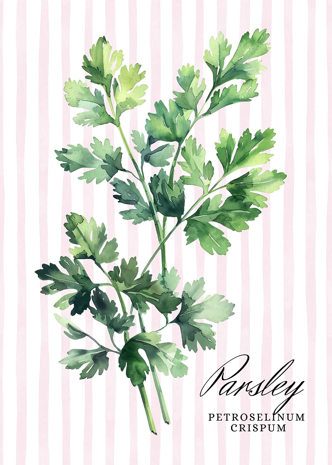 Parsley Watercolor Illustration | Kitchen Wall Art Collection