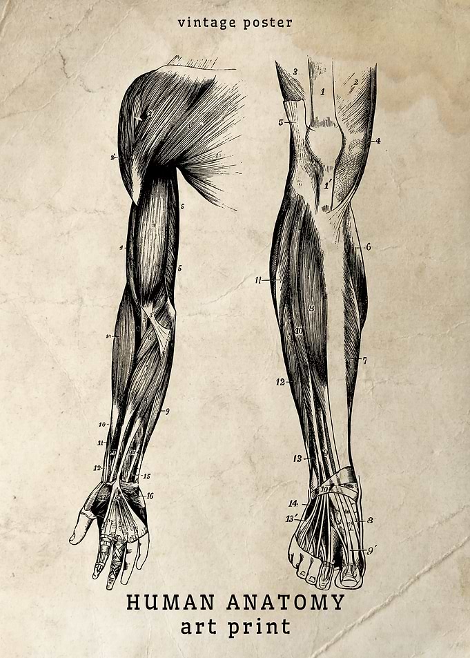 Vintage Human Anatomy Print