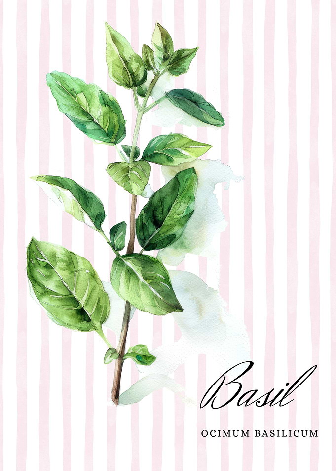 Watercolor Basil Illustration | Botanical Herb Prints