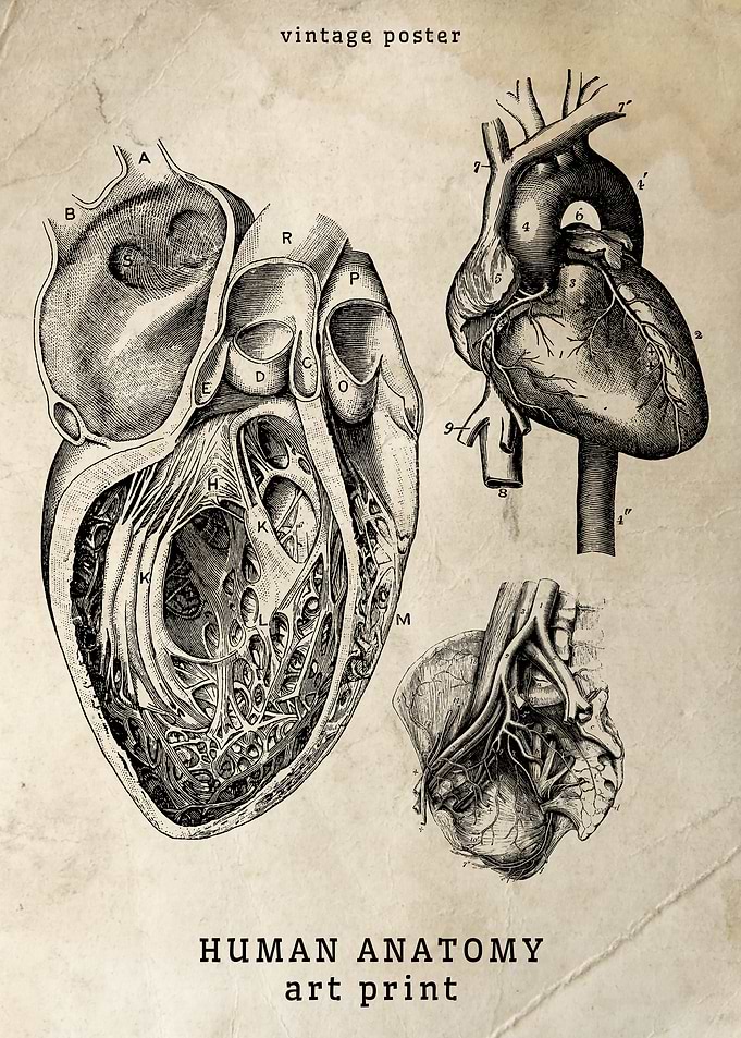 Vintage Human Heart Anatomy