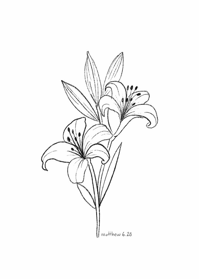 Lily Flower Sketch