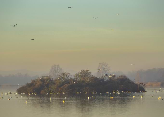 Birds on a Misty Island