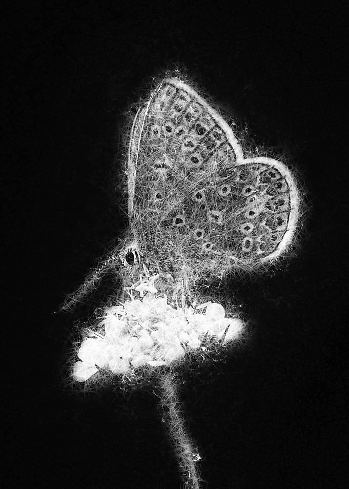 butterfly on flower sketch art